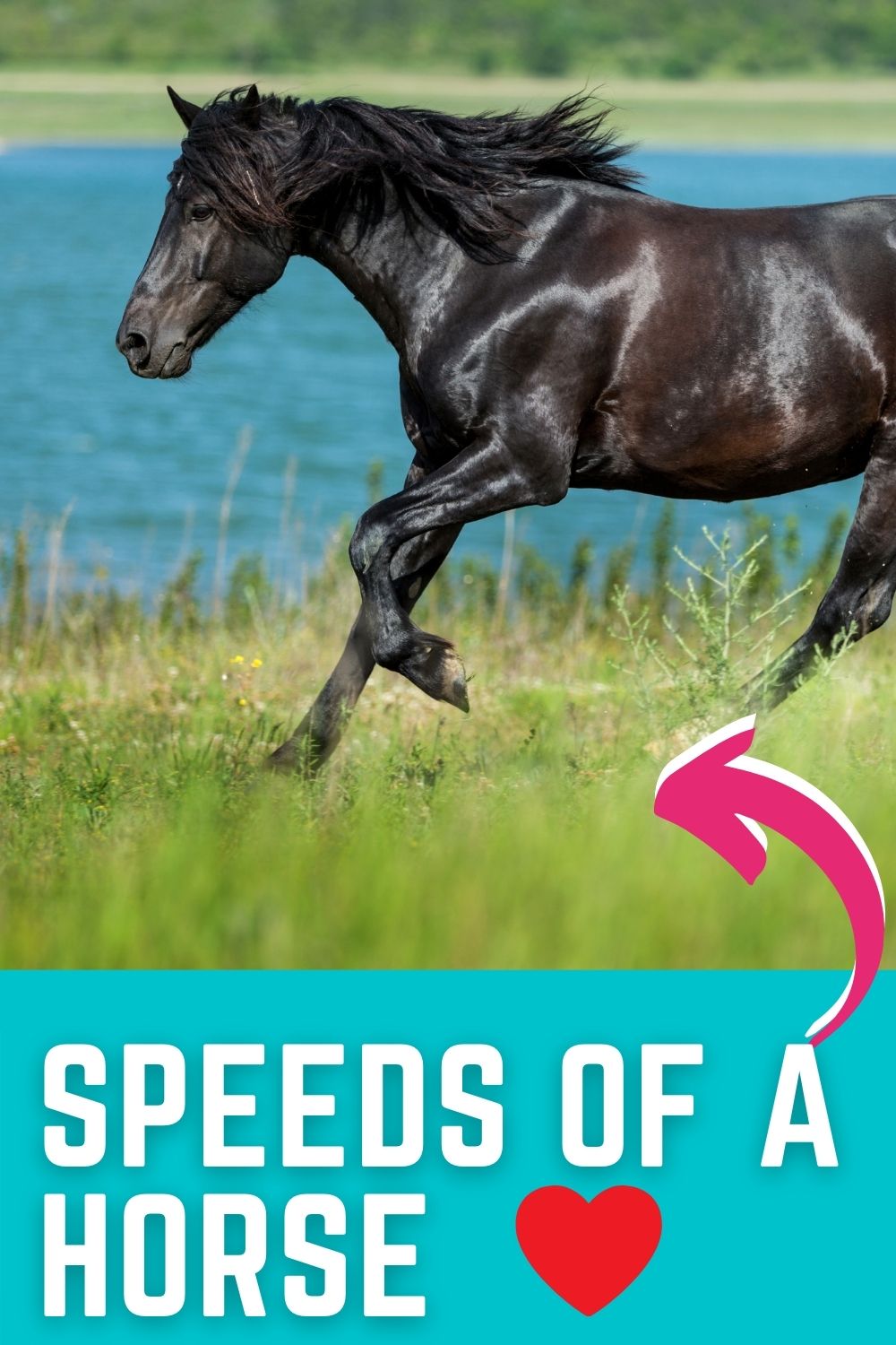 Speeds Of A Horse: How To Understand Walk, Trot, Canter & Gallop ...