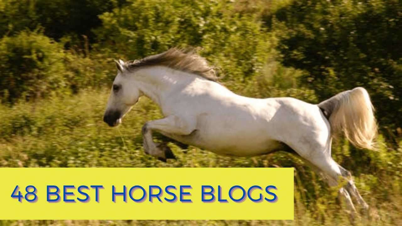 Best Horse Blogs