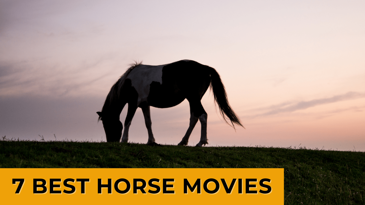 horse movie