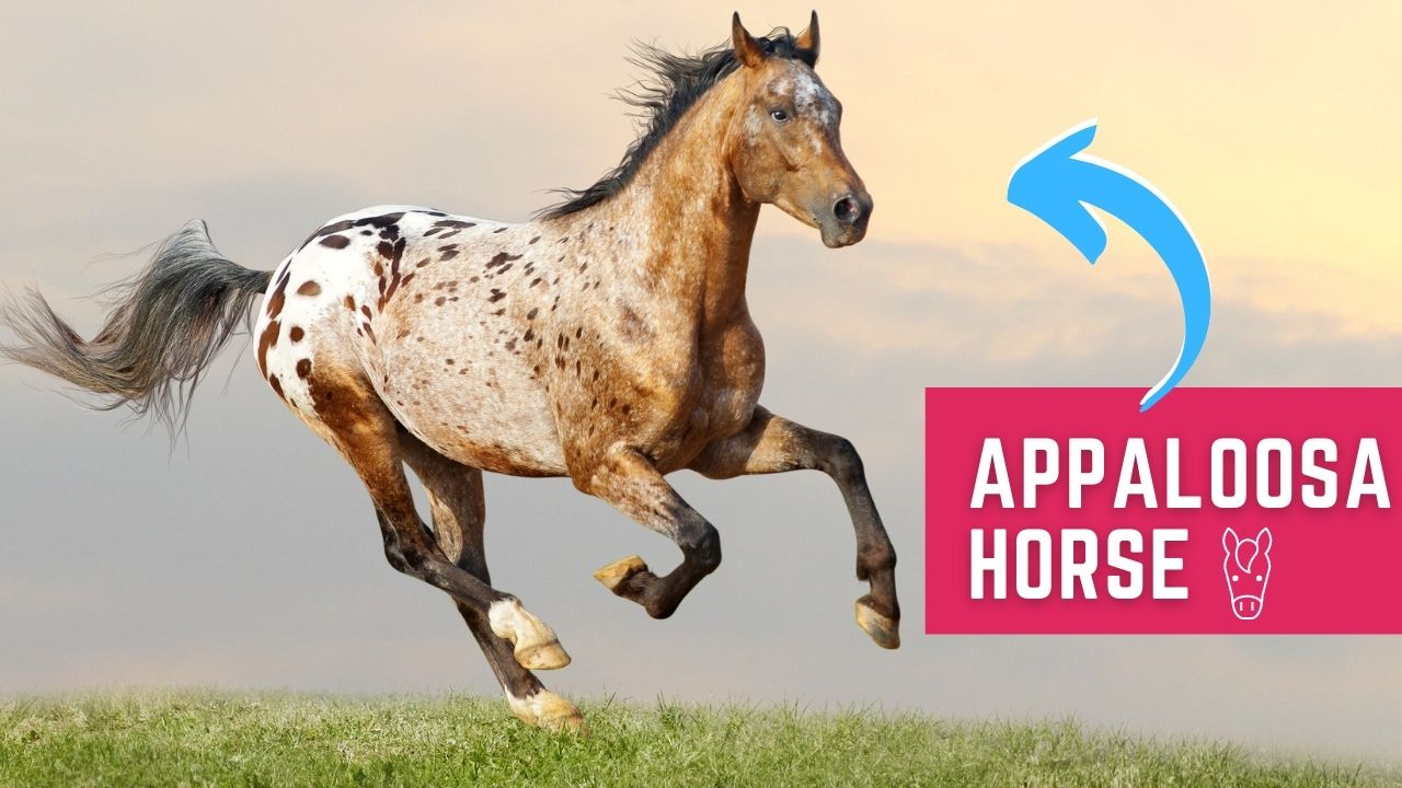 horse appaloosa