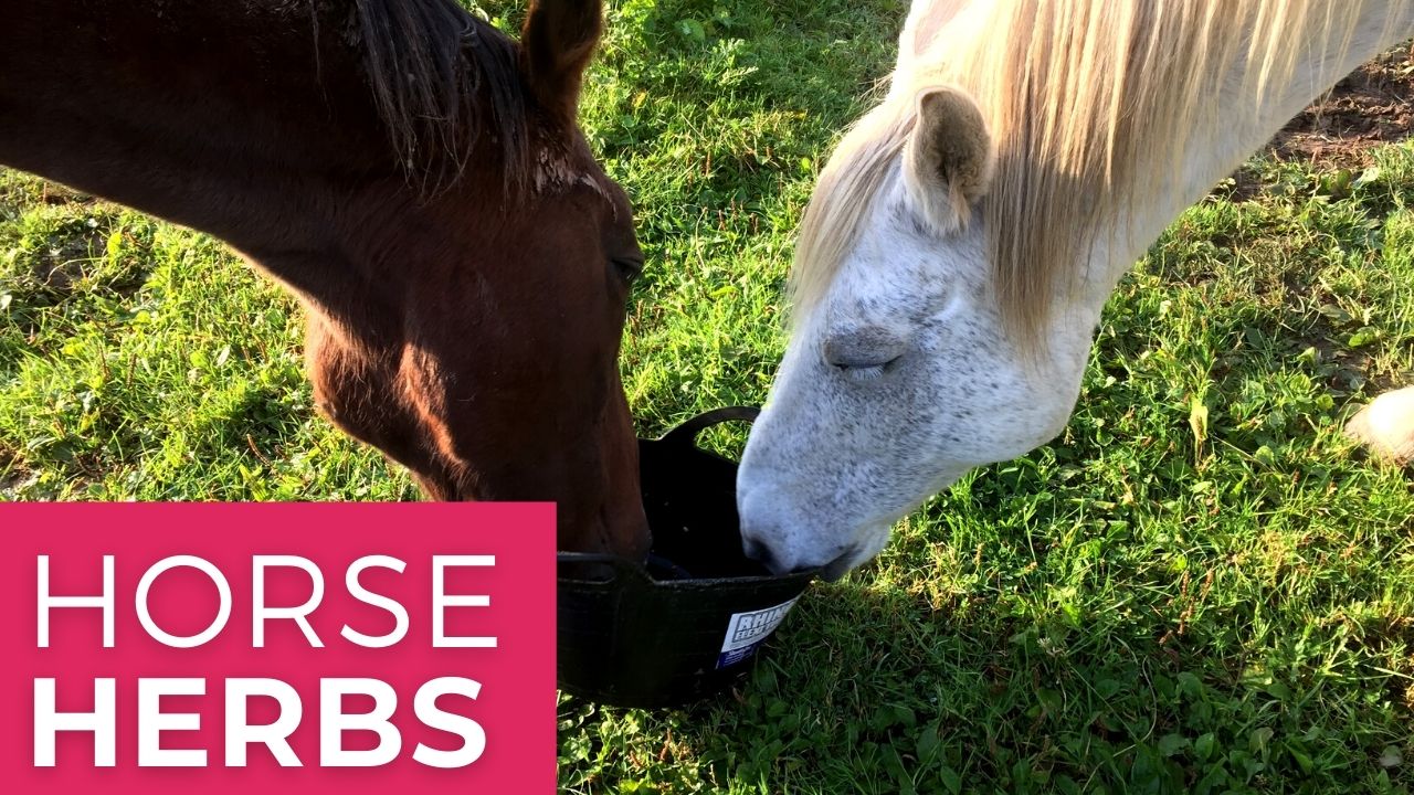 Can Horses Eat Raspberries: The Definitive Guide