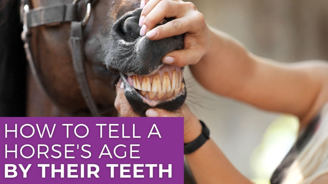 horse aging teeth