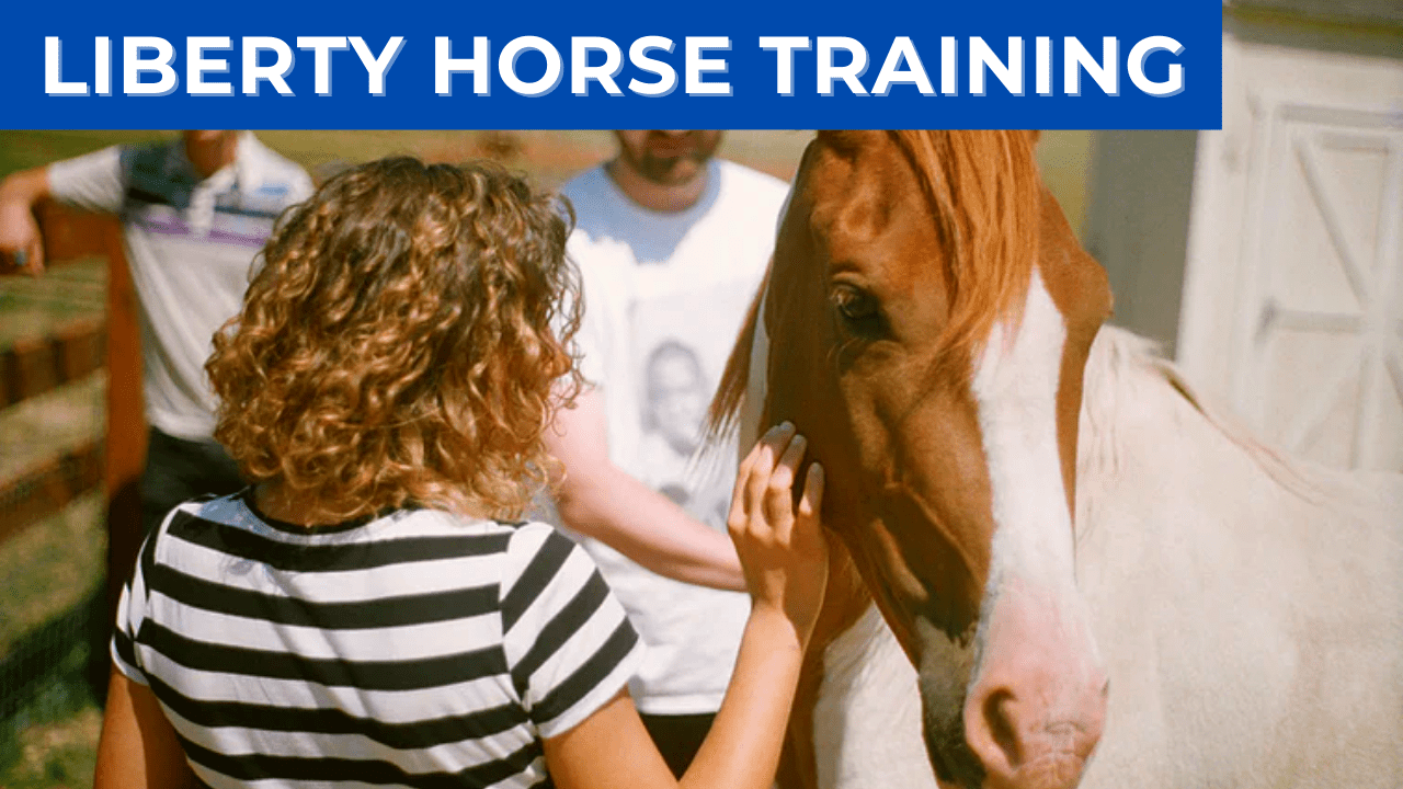 liberty horse training